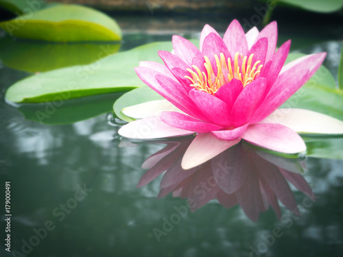 Beautiful lotus flower  lily water 