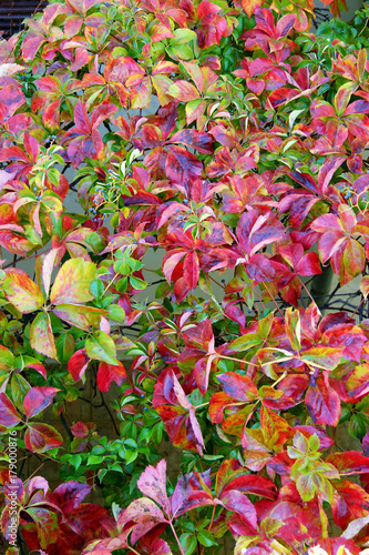 Variegated Virginia creeper leaves in autumn