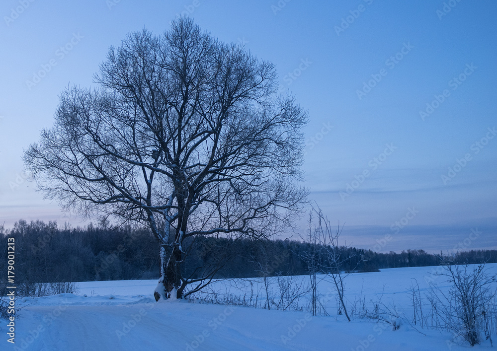 Winter landscape. A lonely tree standing by the roadside on a winter morning. Winter landscape. A lonely tree standing by the roadside on a winter morning.