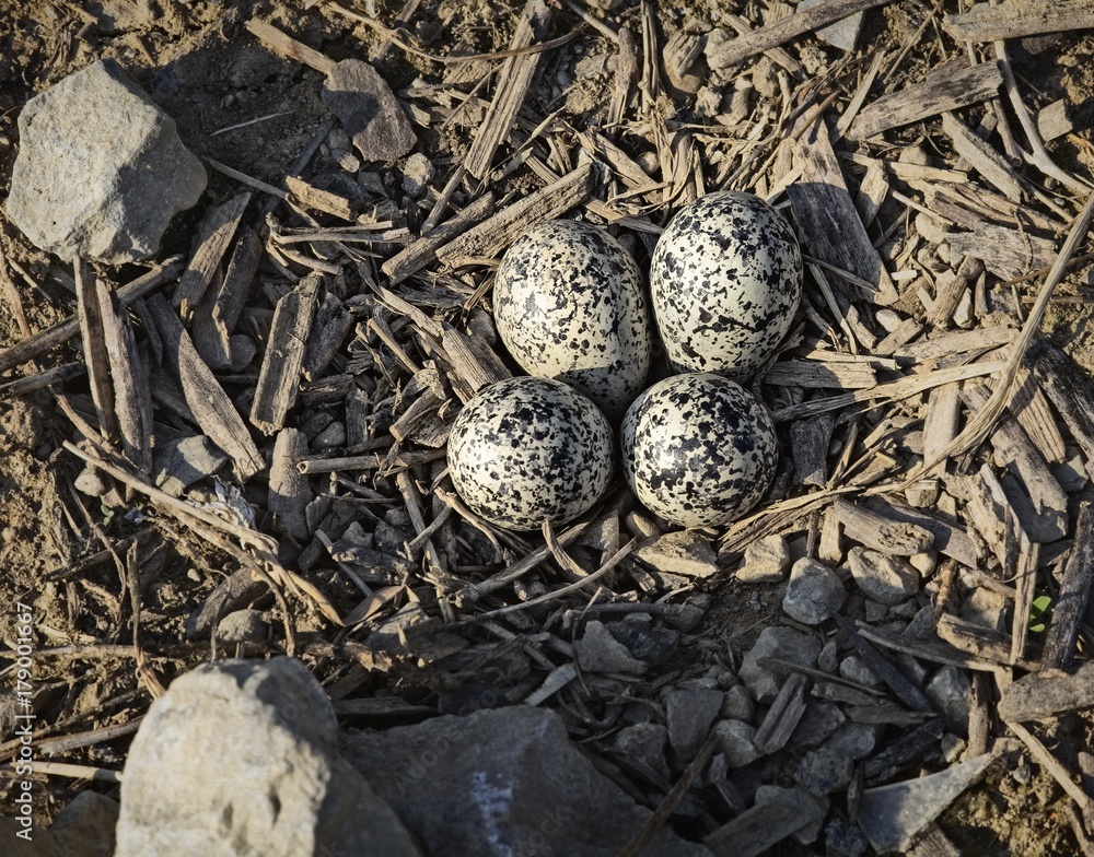 Bird Eggs And Rock Nest- 0030