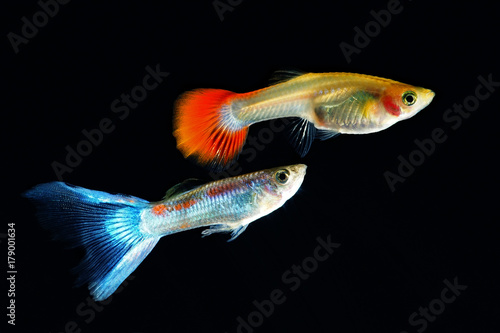 guppy photo