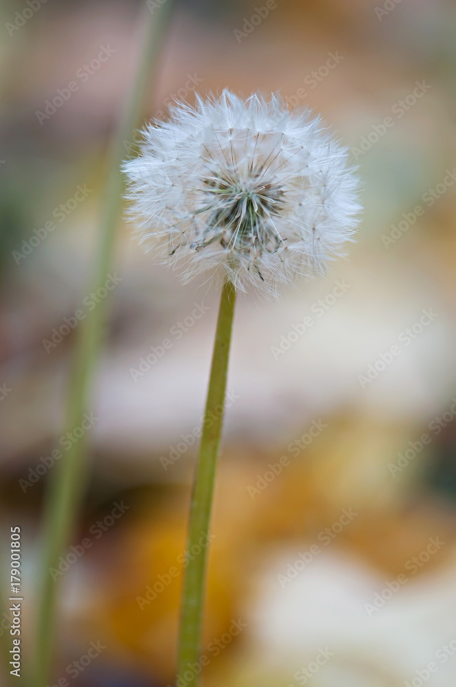 Dandelion seeds on a fresh autumn background. Dandelion seeds on a fresh autumn background.