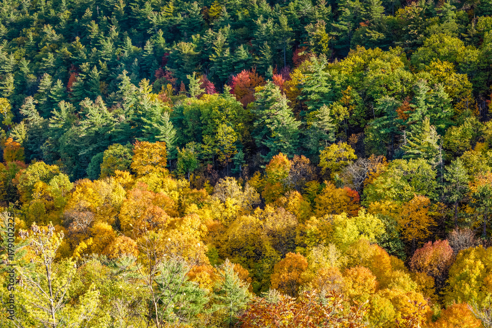 Beautiful forest in early fall Adirondack