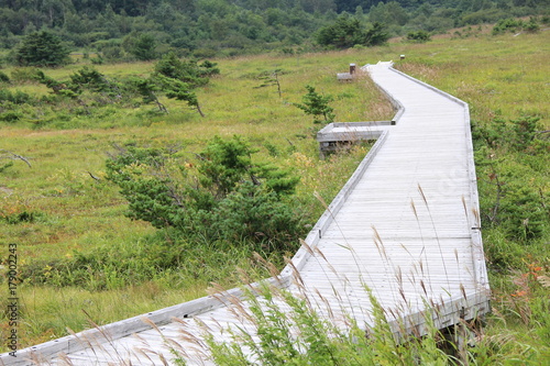 浄土平湿原に設けられた木道(福島県)