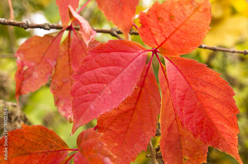 Autumn leaves of wild grapes