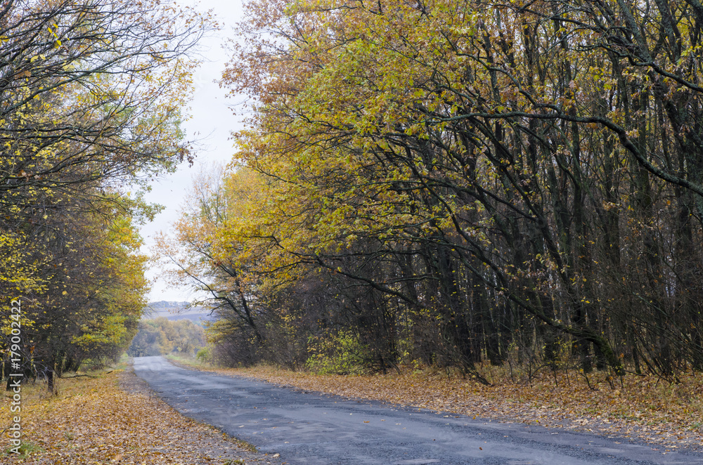 Fototapeta premium Narrow road in the autumn forest