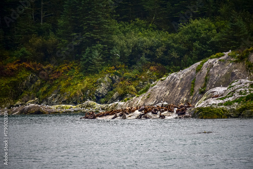 seals, or water elephant in Alaska