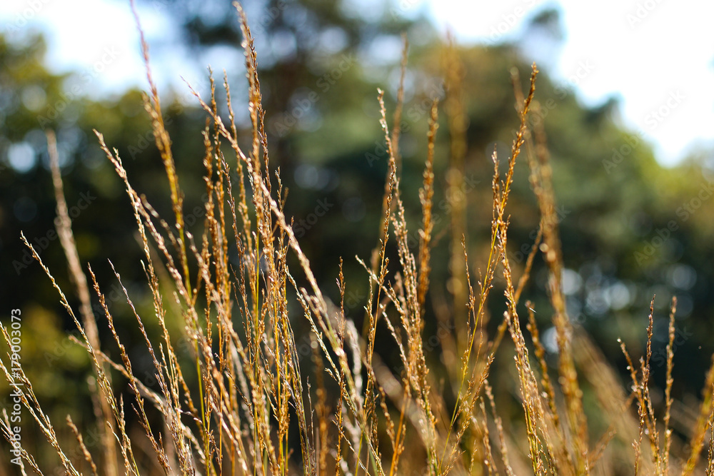 Fototapeta premium Heide
