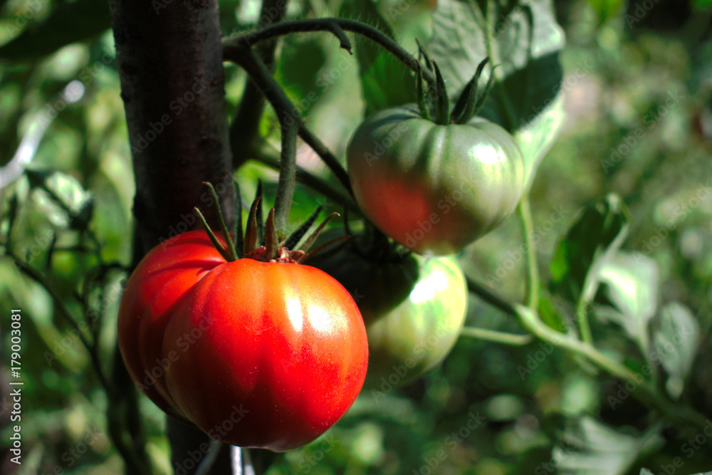 Closeup of red and green tomatoes in the garden