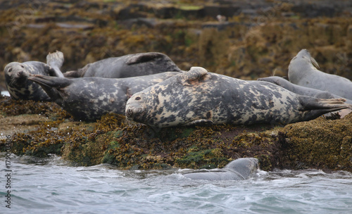 Grey Seal in the Farne Islands © UniquePhotoArts