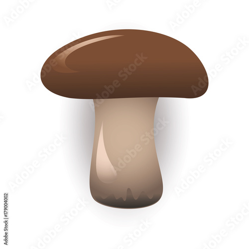 painted edible mushroom on a white background