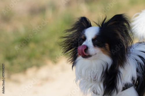 Papillon dog licking hes nose