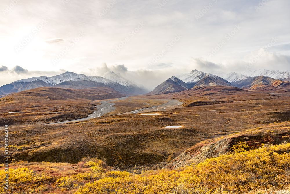 Denali National Park, Alaska with mountain snow top background and yellow falls color of Aspen trees 