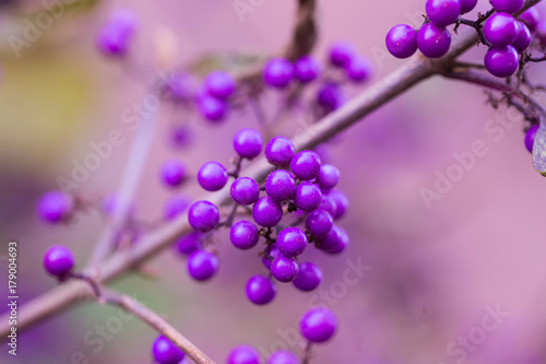 Attracting purple