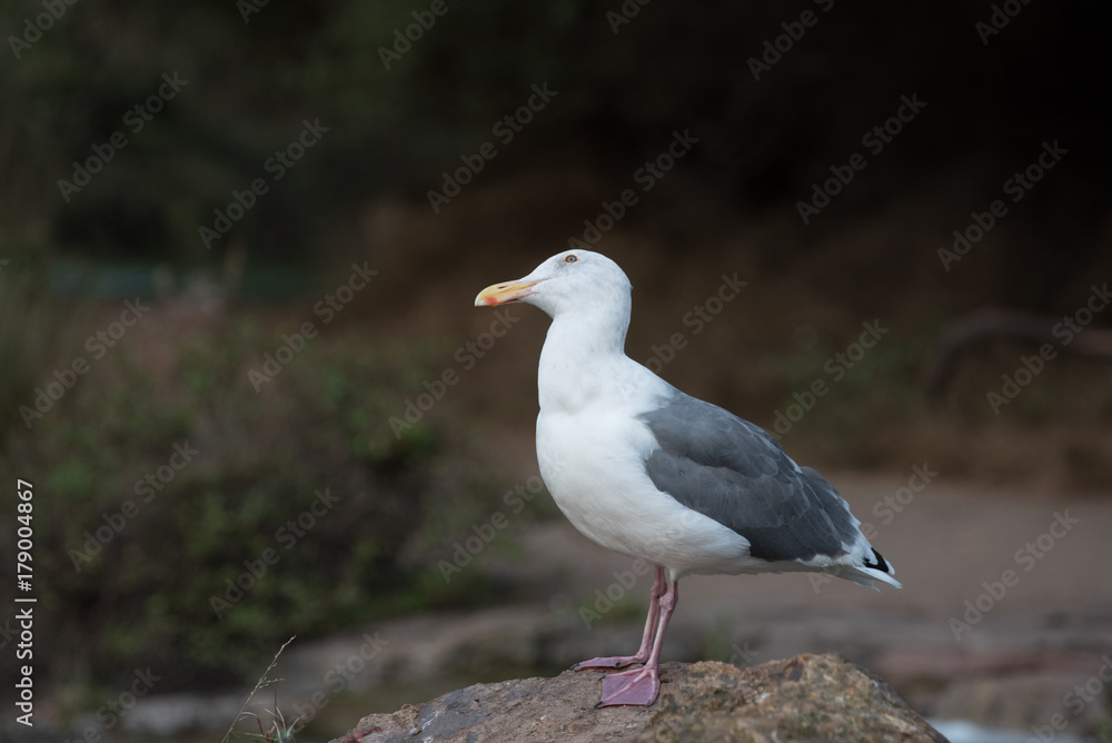 Fototapeta premium seagull