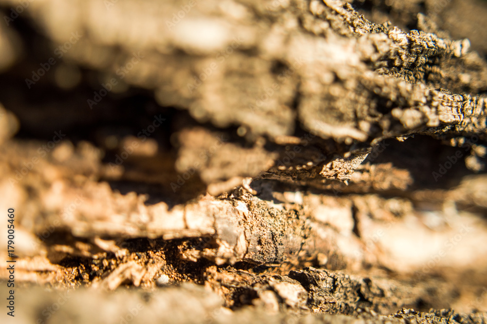 Macro wood Macro wood