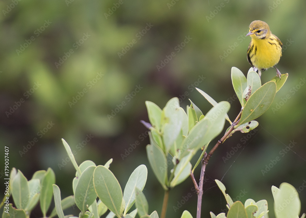 prairie warbler prairie warbler