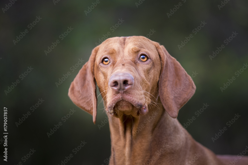 Head of hungarian hound dog Head of hungarian hound dog