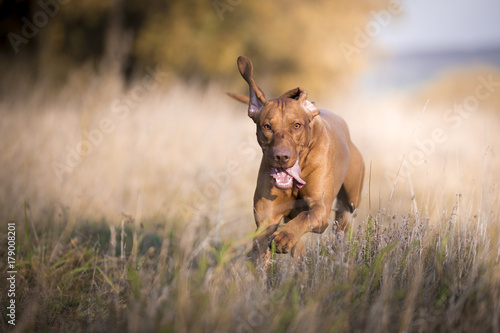 Running funny hunter dog in autumn