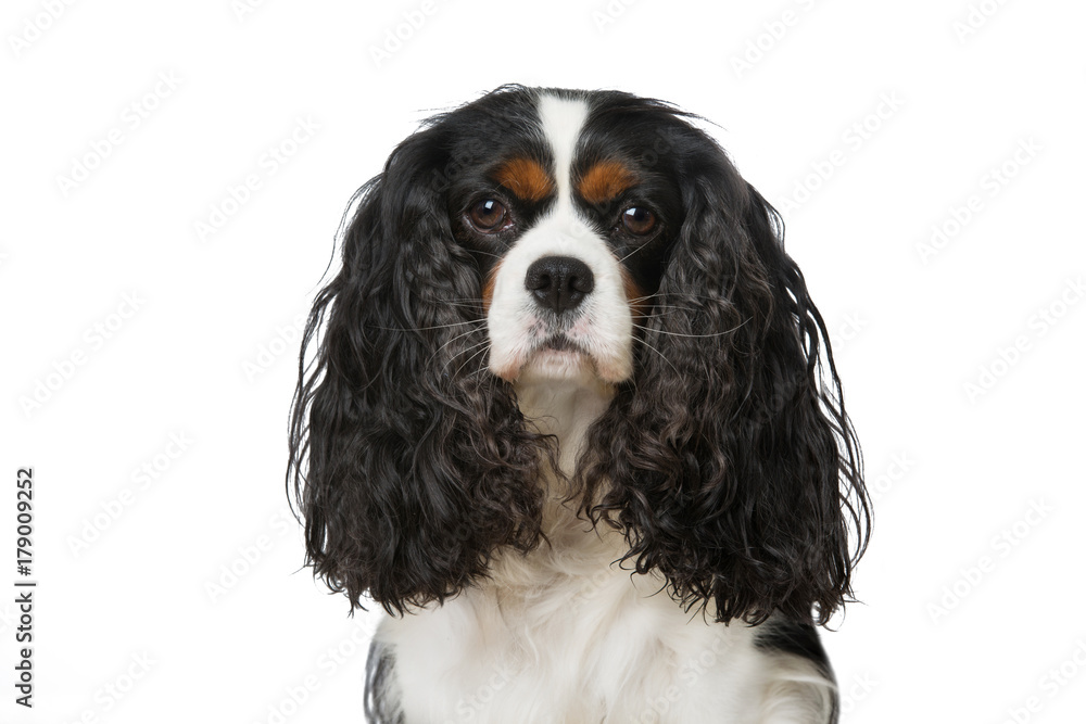 Cavalier King Charles Spaniel Cavalier King Charles Spaniel