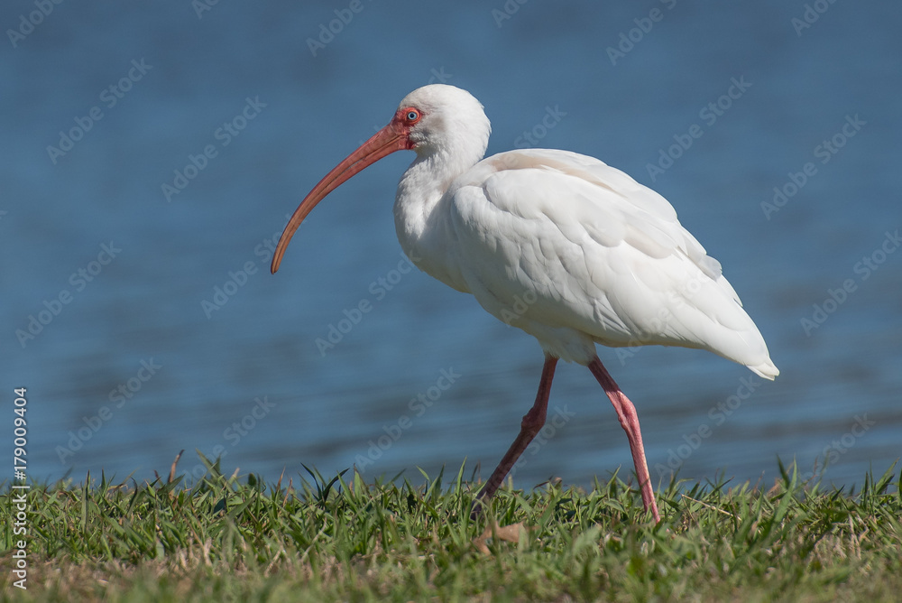 white ibis white ibis