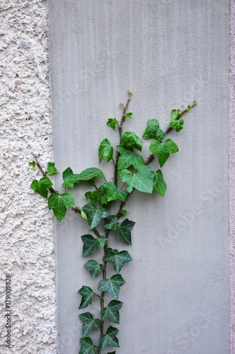 Green ivy growing on the wall of the house.