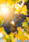 Fall vineyard grape harvest 