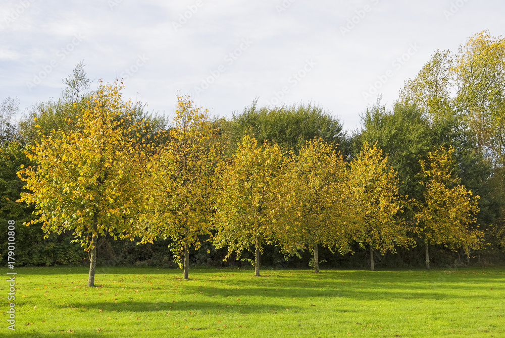 A line of sapling trees with autumn foliage A line of sapling trees with autumn foliage