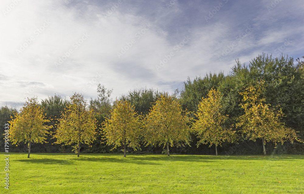 Fototapeta premium A line of trees changing colour in autumn lit by natural sunlight