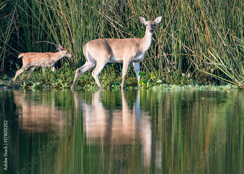 Fototapeta Naklejka Na Ścianę i Meble -  Deer with reflection