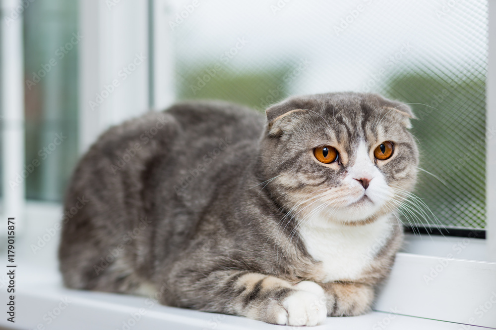 Scottish Fold cat breed with orange eyes lies on a windowsill