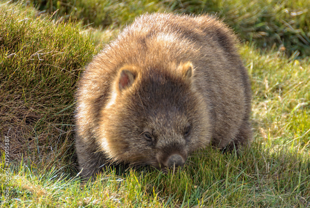 Common wombat at the Waldheim Chalet in the Cradle Mountain-Lake St Clair National Park - Tasmania, Australia Common wombat at the Waldheim Chalet in the Cradle Mountain-Lake St Clair National Park - Tasmania, Australia