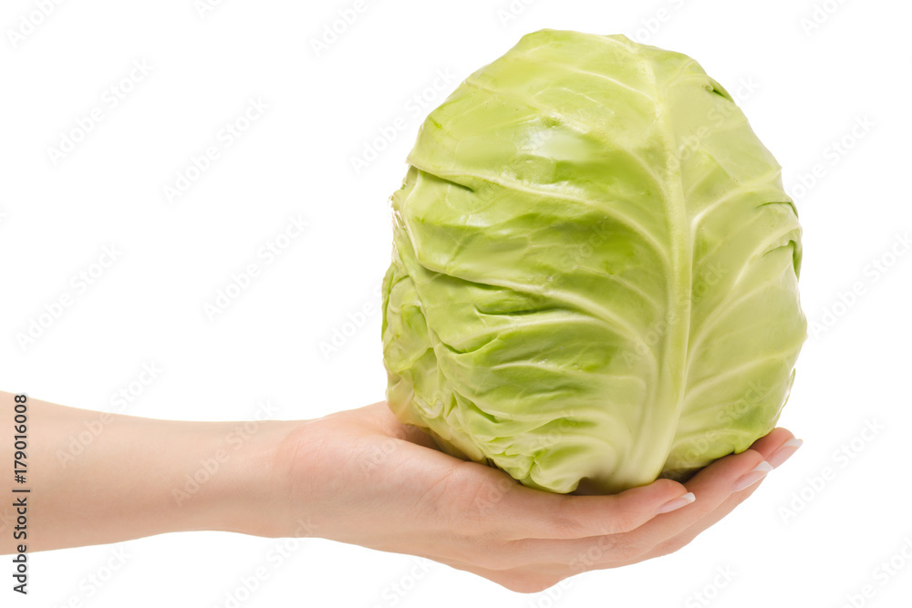 Fototapeta premium Female hand head of cabbage