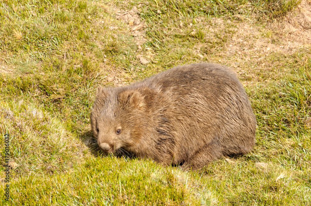 Common wombat in the Cradle Mountain-Lake St Clair National Park - Tasmania, Australia Common wombat in the Cradle Mountain-Lake St Clair National Park - Tasmania, Australia