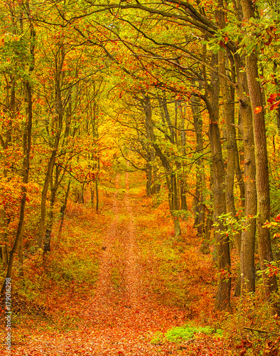 Pathway through the autumn forest © Horváth Botond
