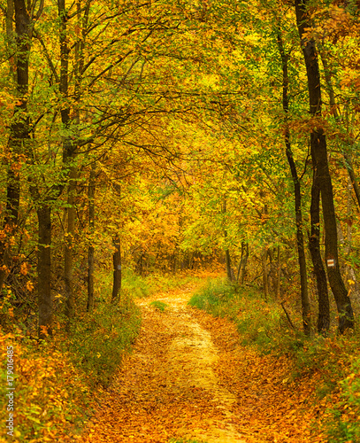 Pathway through the autumn forest