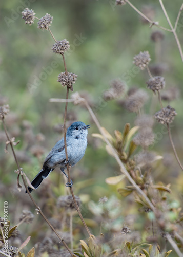 california gnatcatcher