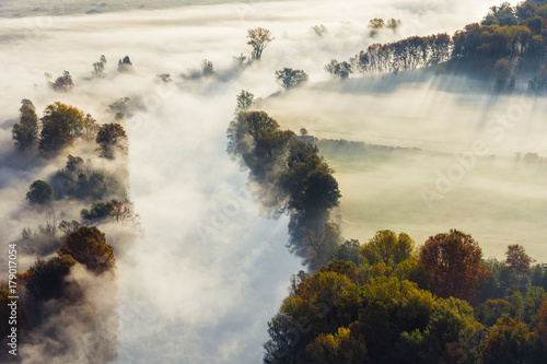 Trees in the fog © emiliano