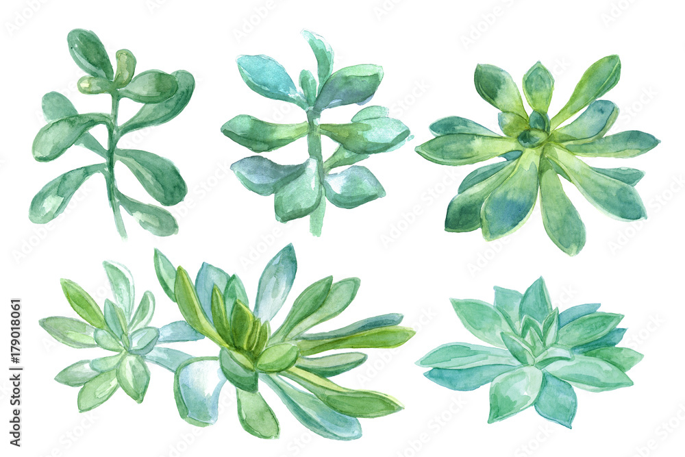 Watercolor botanical illustration, green succulent