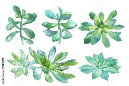 Watercolor botanical illustration, green succulent photo