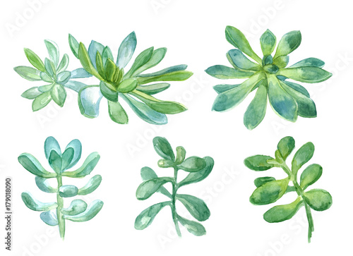 Watercolor botanical illustration, green succulent © anniebrusnika