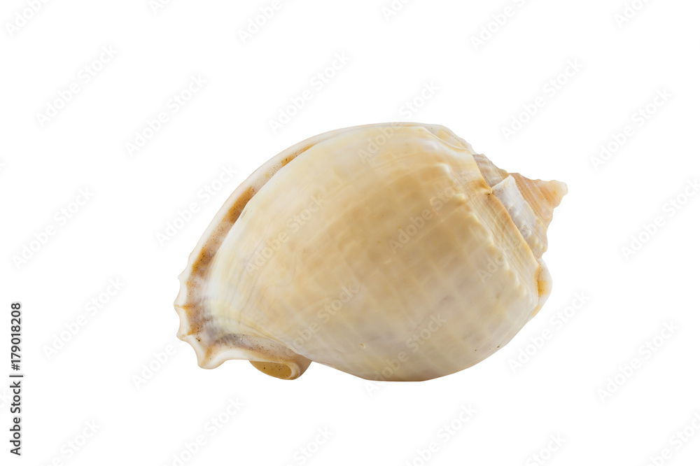 shell on white background, clipping part shell on white background, clipping part
