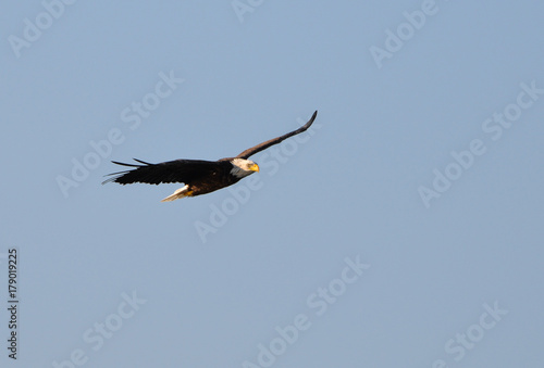 Weisskopfseeadler