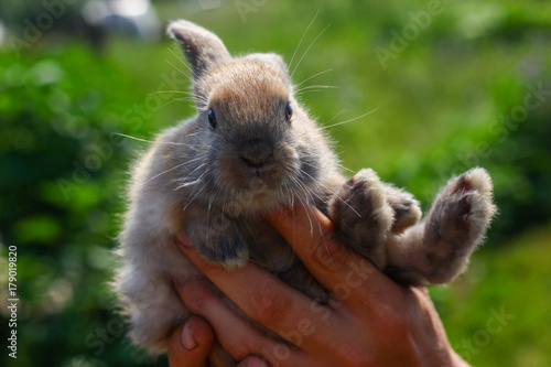 hands holding cute funny rabbit on blurred background