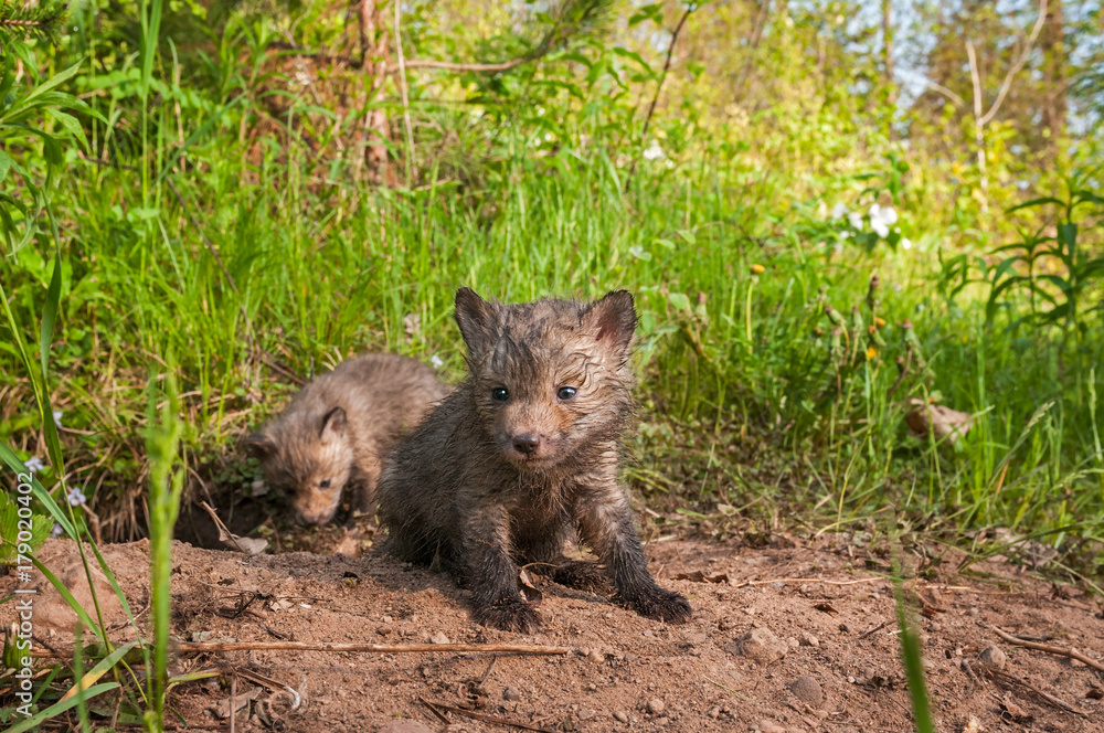 Obraz premium Red Fox Kit (Vulpes vulpes) Sits Sibling Behind