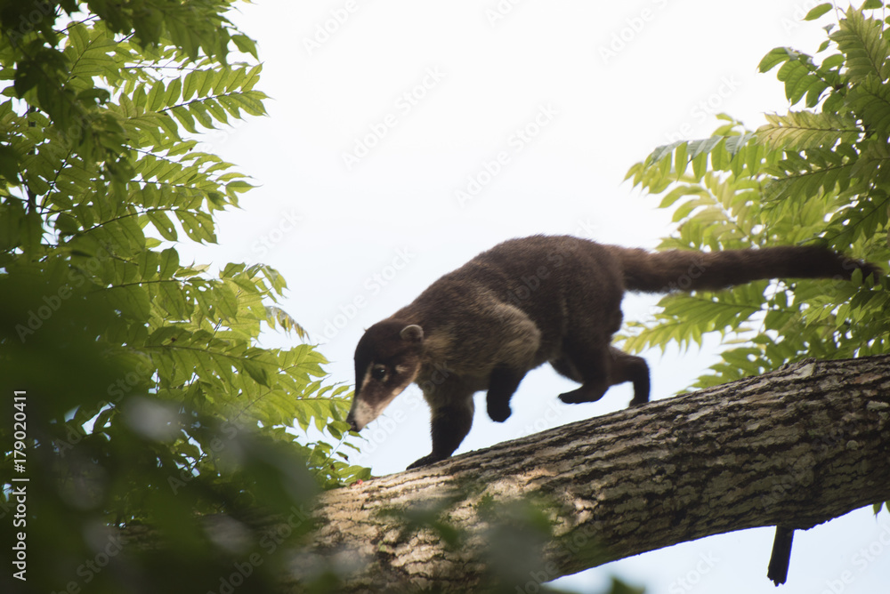 Obraz premium coatimundi