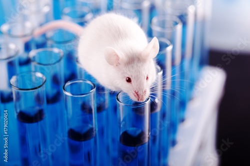 Canvas Print Laboratory Mouse On Top of Test Tubes