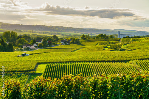 Row vine grape in champagne vineyards at montagne de reims countryside village background, France