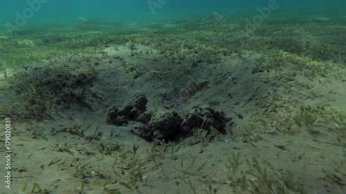 Сouple Whitelined Goby (Amblygobius albimaculatus) next to the nest built in the sand among the sea grass, Red sea, Marsa Alam, Abu Dabab, Egypt
 photo