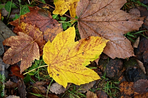 Autumn leaves in yellow and brown colors lying on the ground